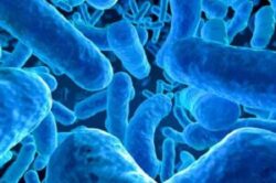 Gut health: The role fermented foods in chronic disease prevention