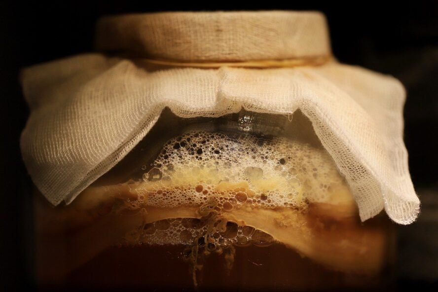 Kombucha fermenting with a cheesecloth lid