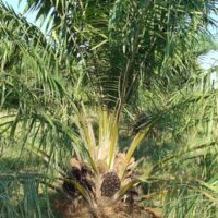 A palm tree