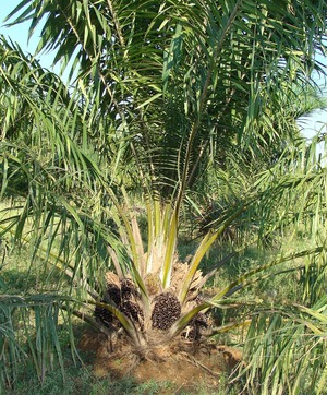 A palm tree